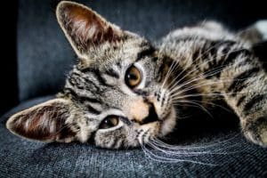 Katze auf dem Sofa Blog (1)