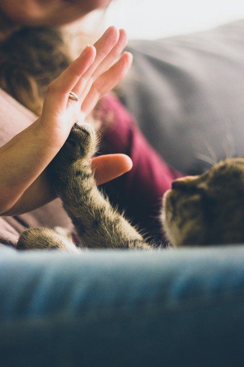 Katzen Urin auf dem Sofa | Polsterreinigung schnell ...